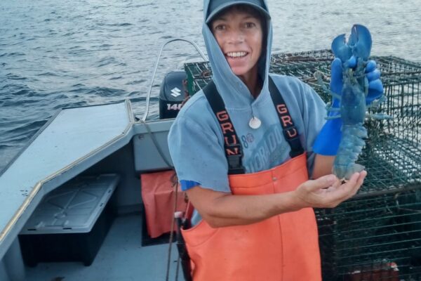 Marblehead resident catches rare blue lobster