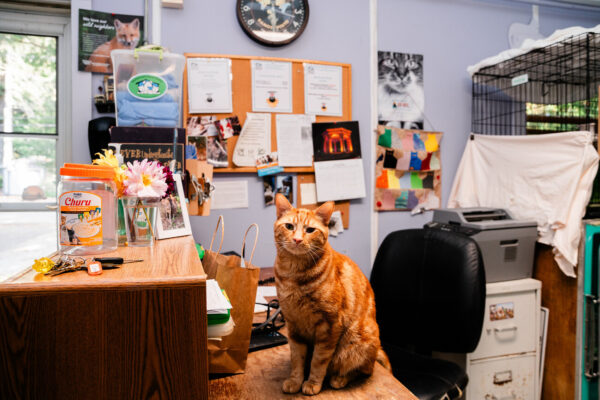 A purrfect place for animals